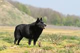 SCHIPPERKE 154